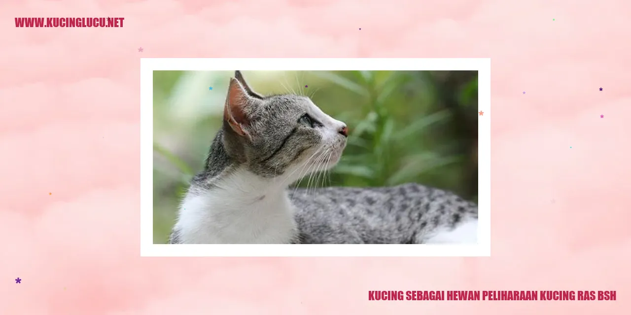 Gambar kucing BSH