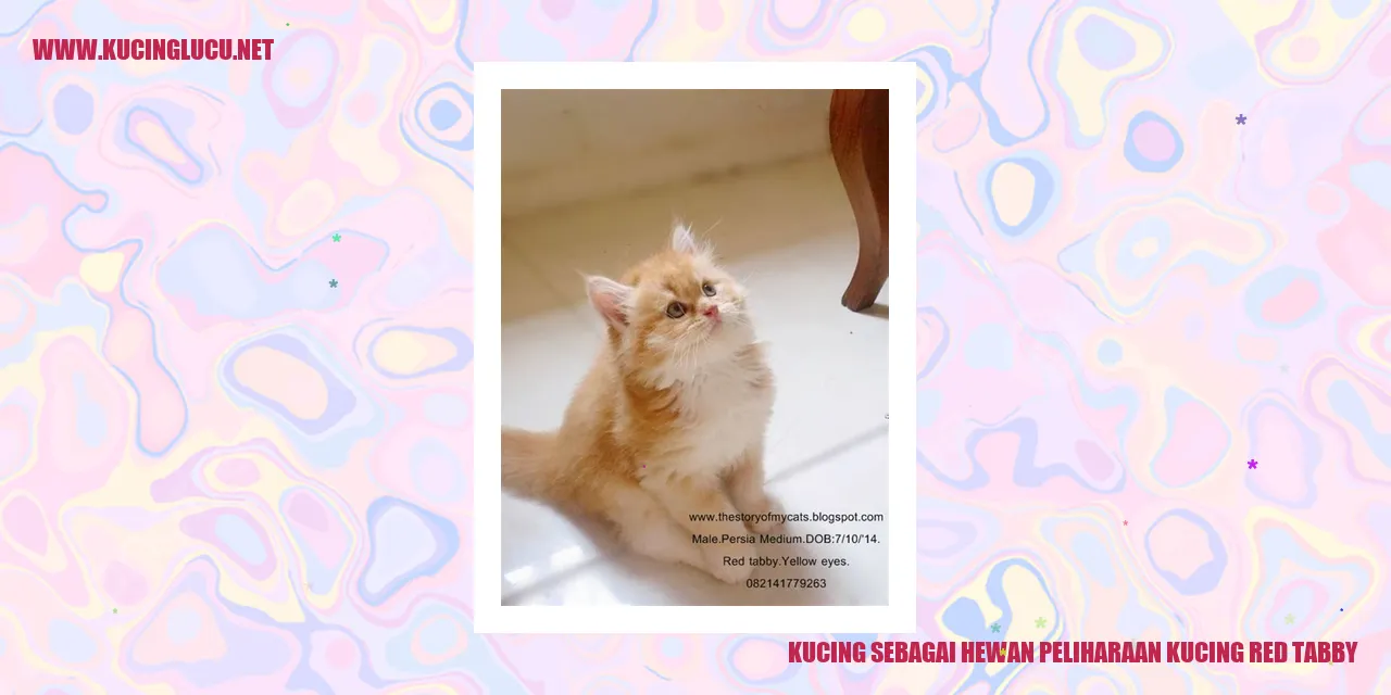 Kucing red tabby
