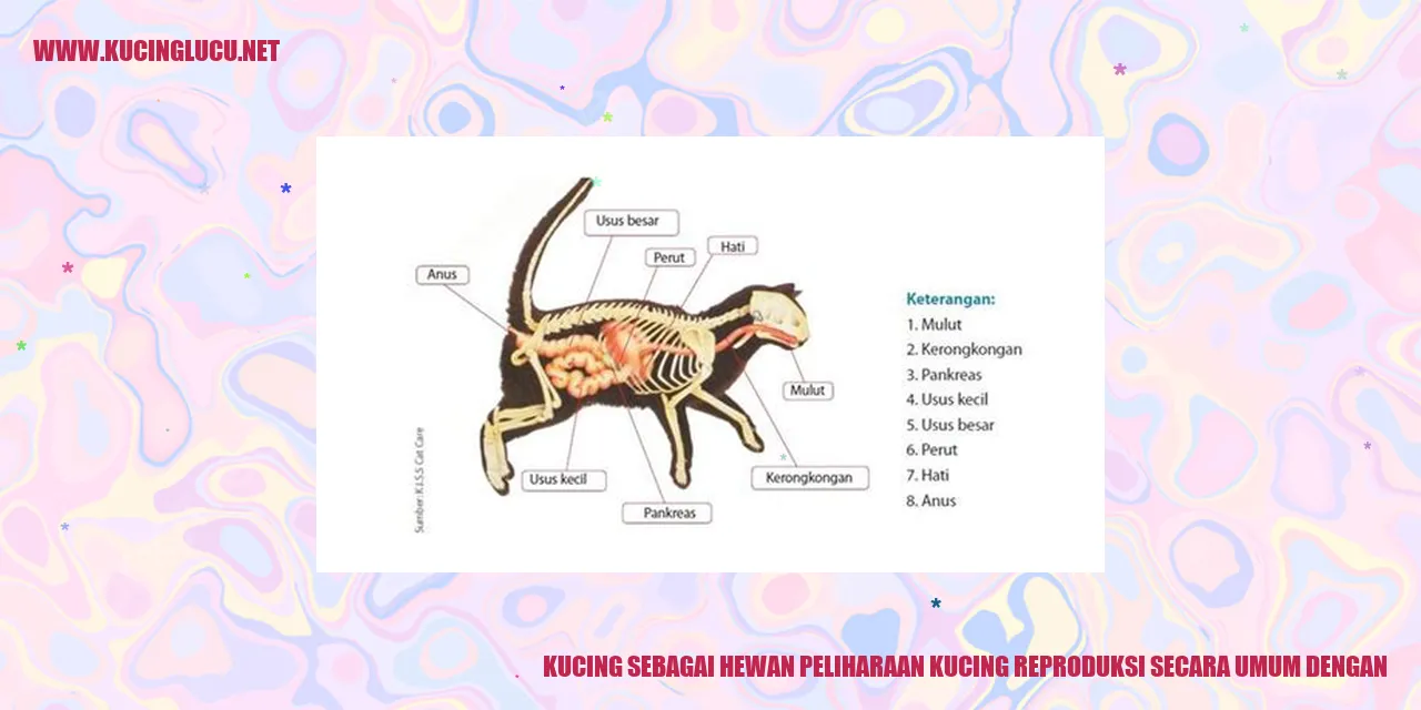 gambar kucing hewan peliharaan