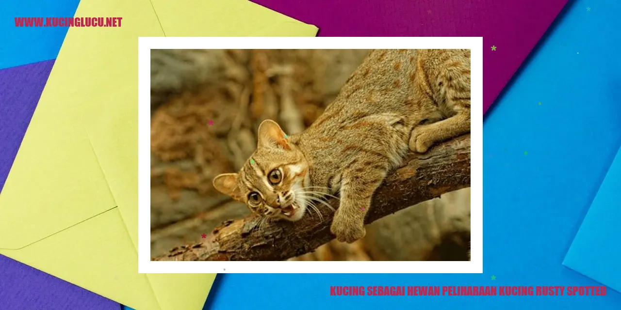Kucing Rusty Spotted