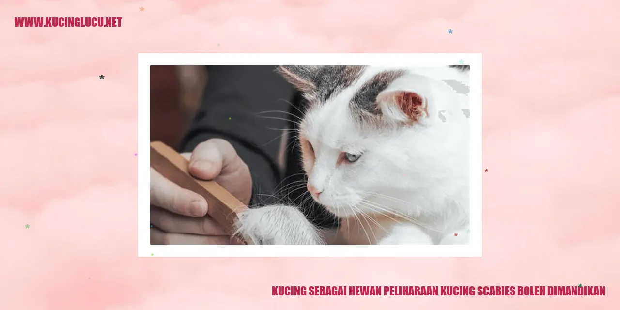Gambar kucing sedang dimandikan