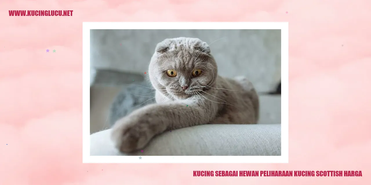 Kucing Scottish yang Menggemaskan