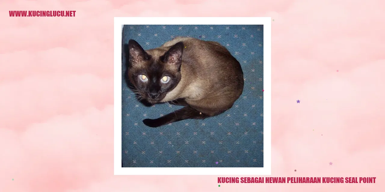Kucing seal point