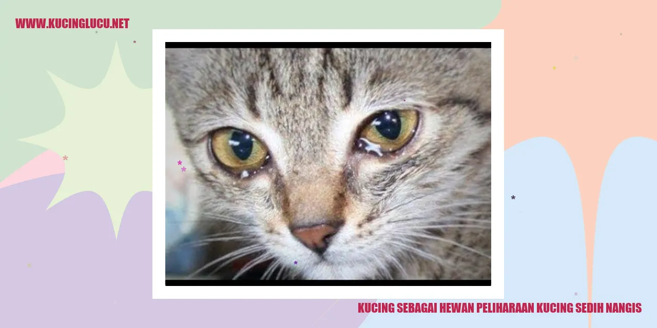 Gambar kucing sedih