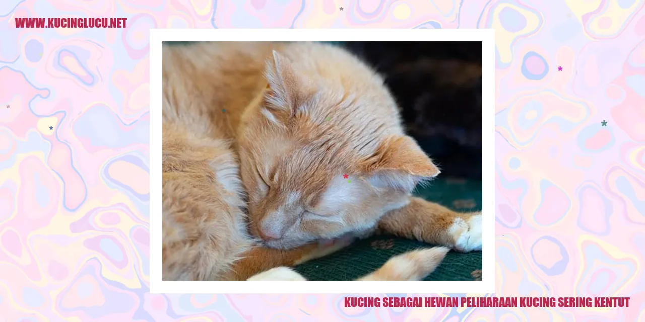 Kucing yang sering kentut