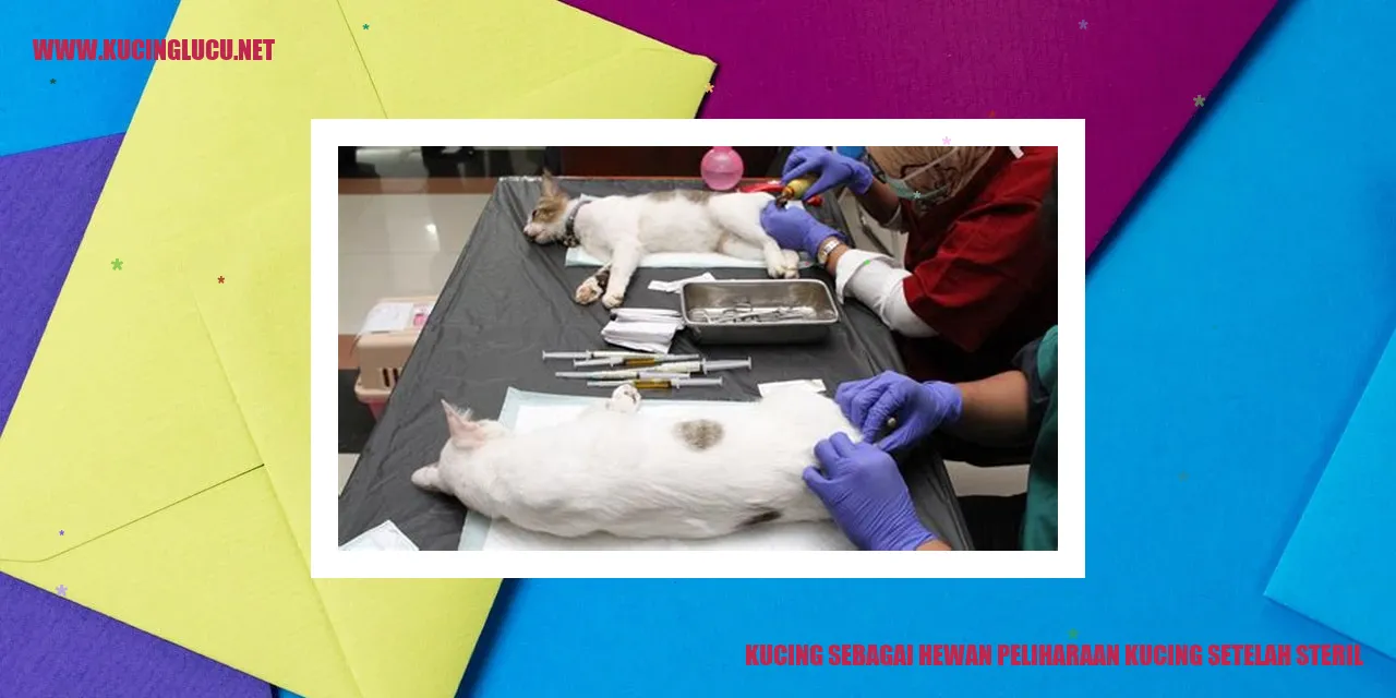 Kucing Lucu