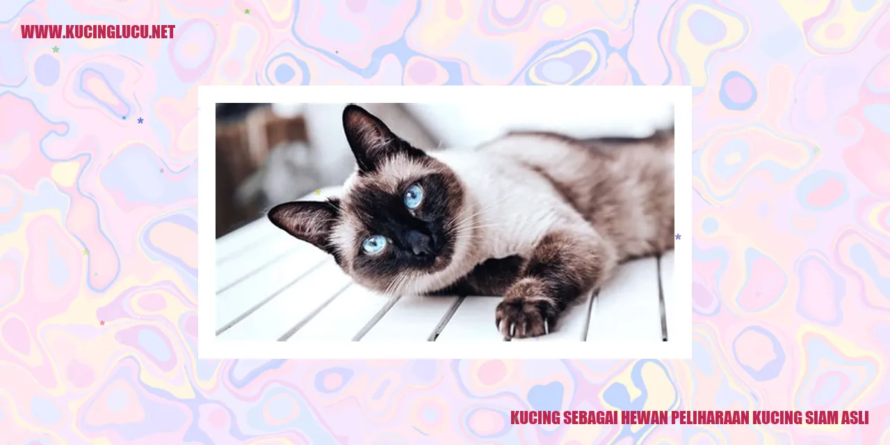 Kucing Siam Asli
