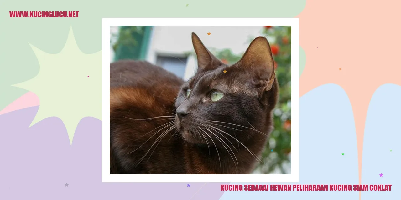 Gambar Kucing Siam Coklat