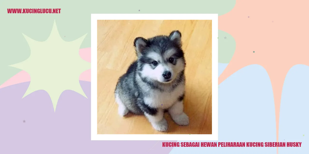 Kucing Siberian Husky