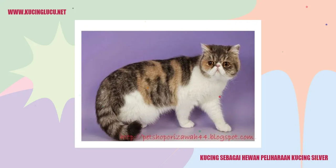 Gambar kucing silver