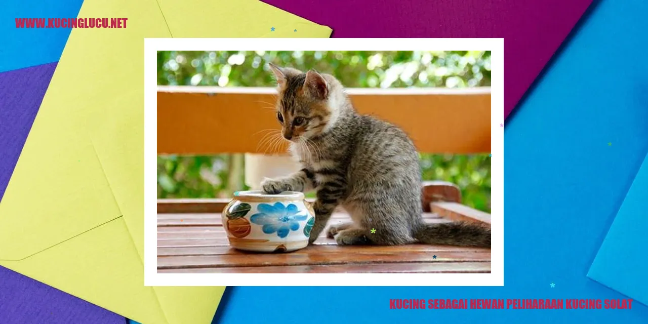 Gambar kucing sedang solat