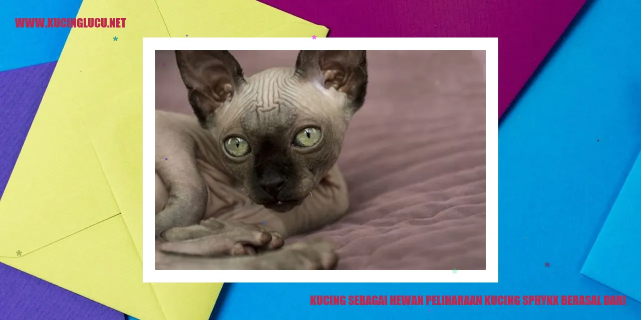 Kucing Sphynx