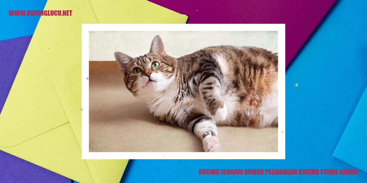 Kucing steril gemuk