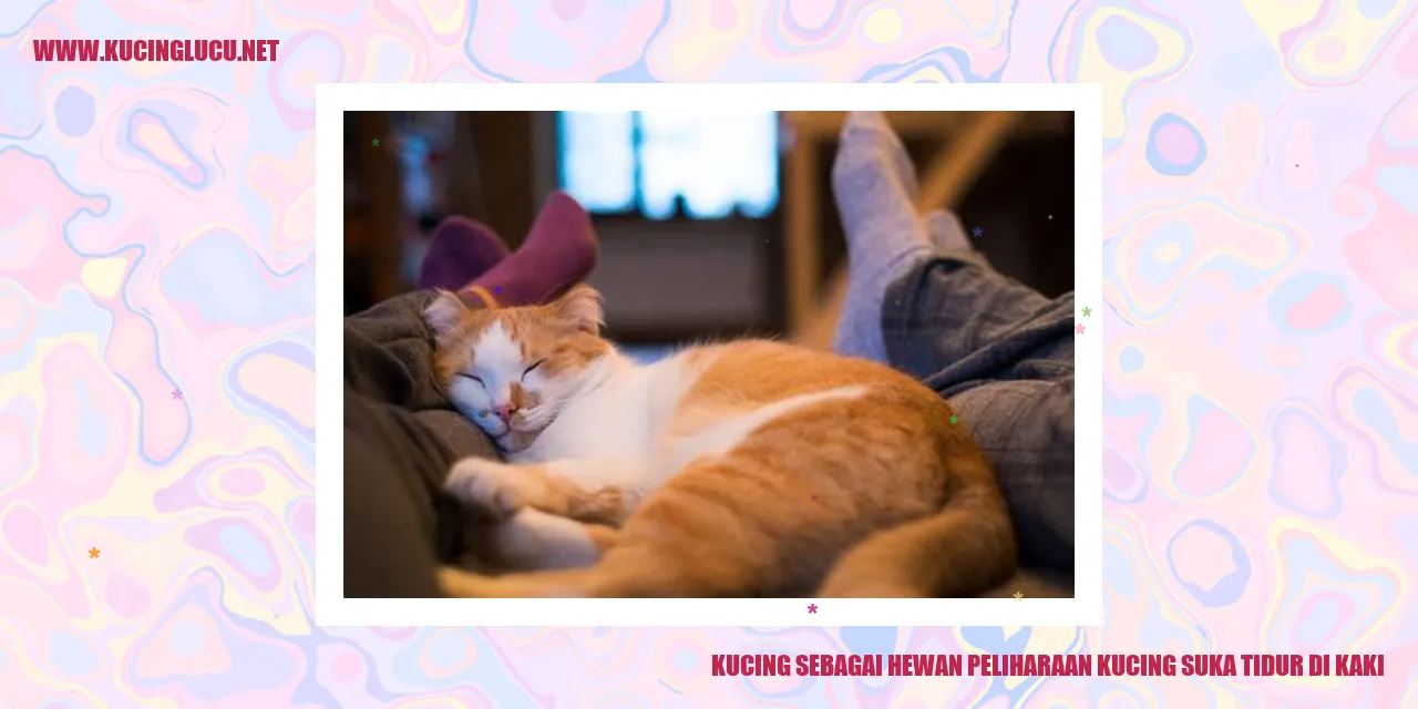 Kucing Tidur di Kaki