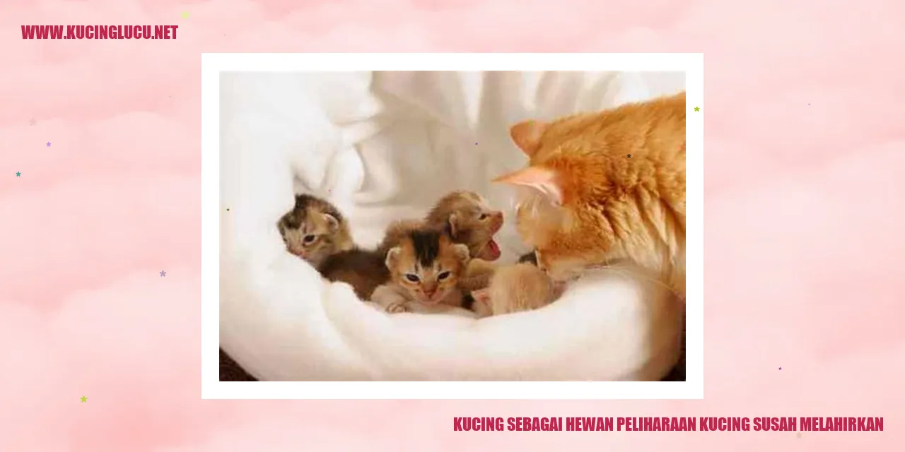 Gambar kucing sedang melahirkan