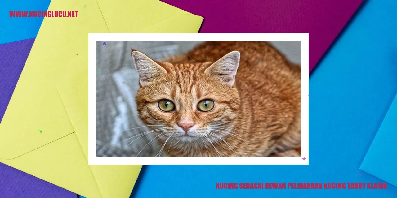 Kucing Tabby Klasik