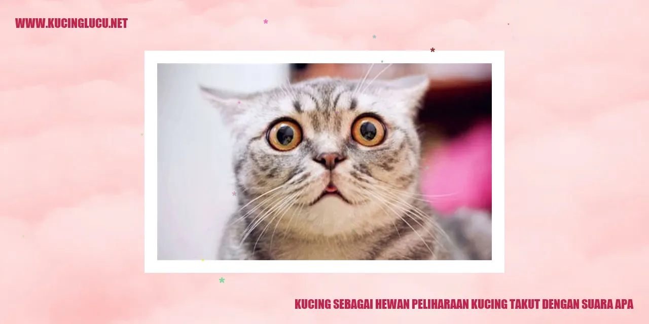 Kucing