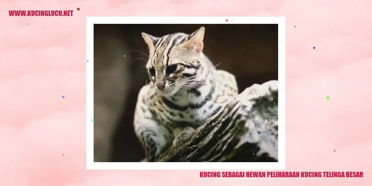 Gambar Kucing Telinga Besar