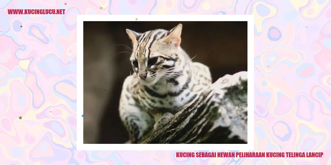 Kucing dengan bentuk telinga istimewa