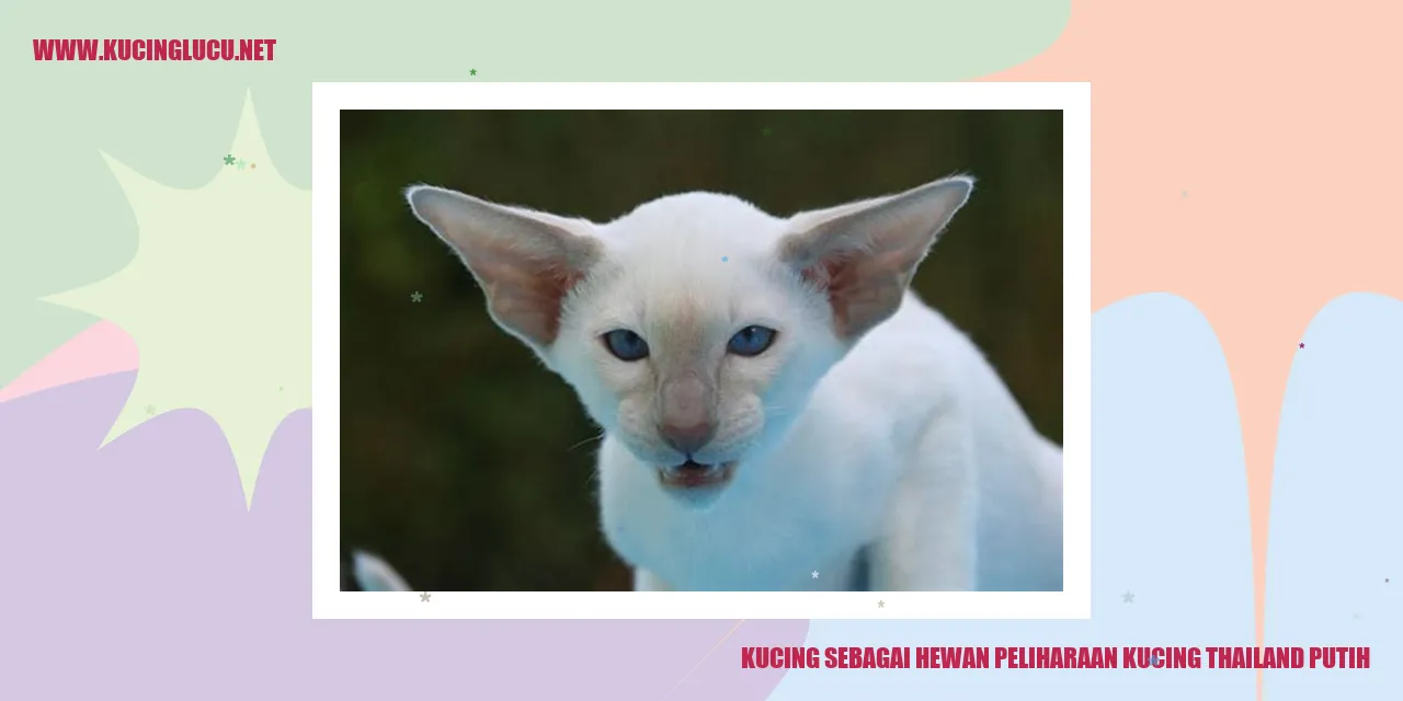 Kucing Thailand Putih