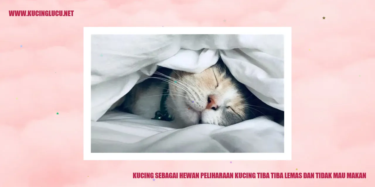 Gambar kucing yang lemas dan tidak ingin makan