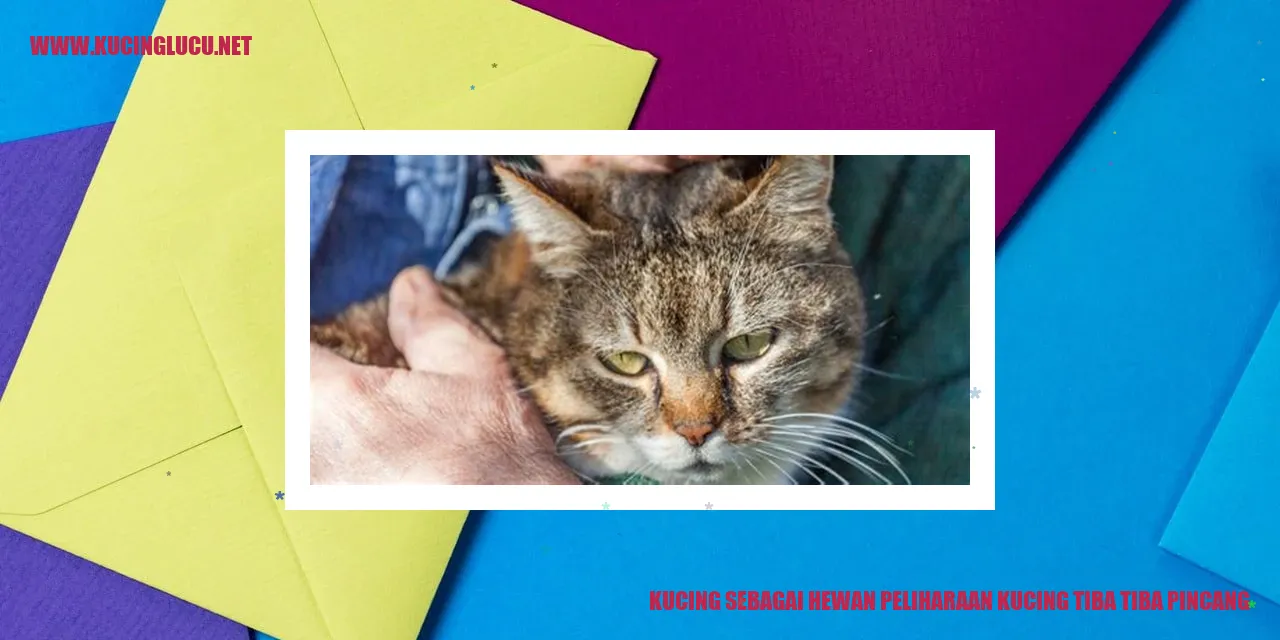 Kucing yang mengalami kesulitan dalam berjalan