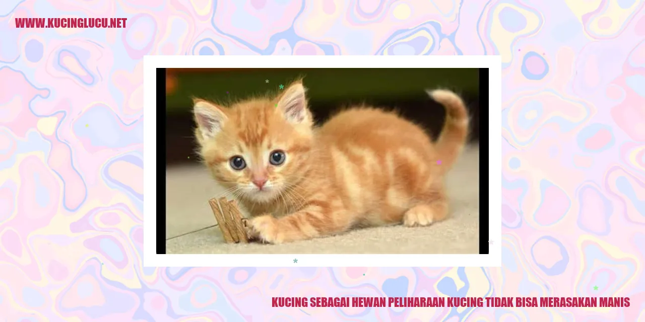 gambar kucing yang menggemaskan