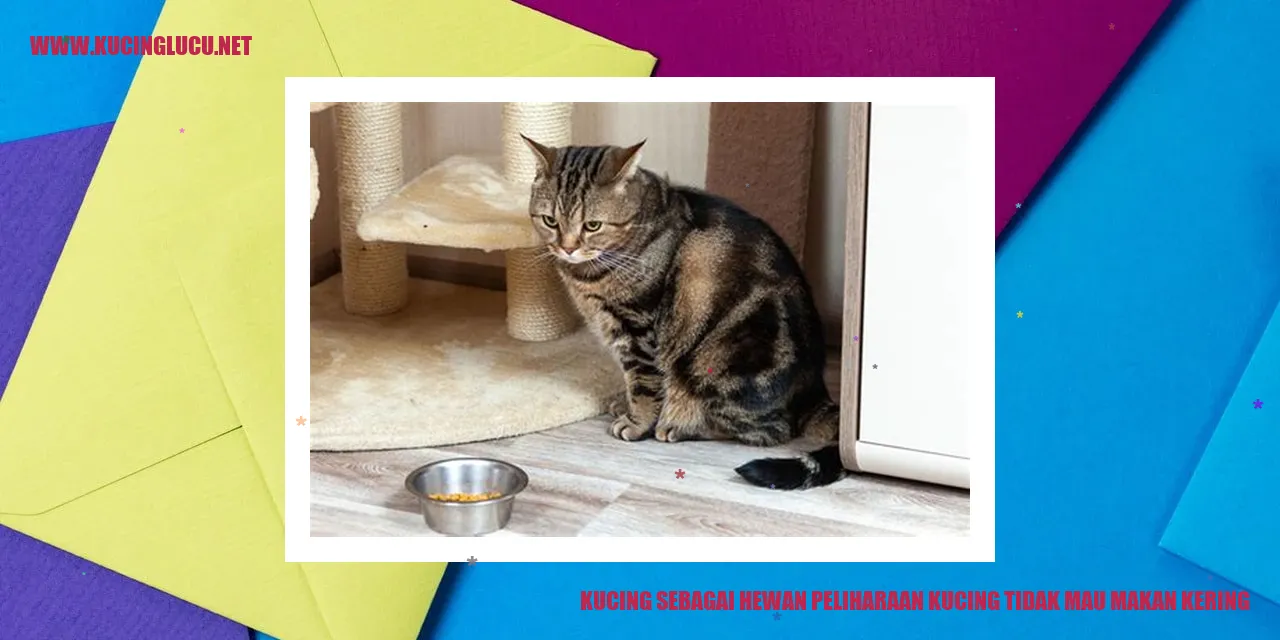 Kucing yang Enggan Mengonsumsi Makanan Kering
