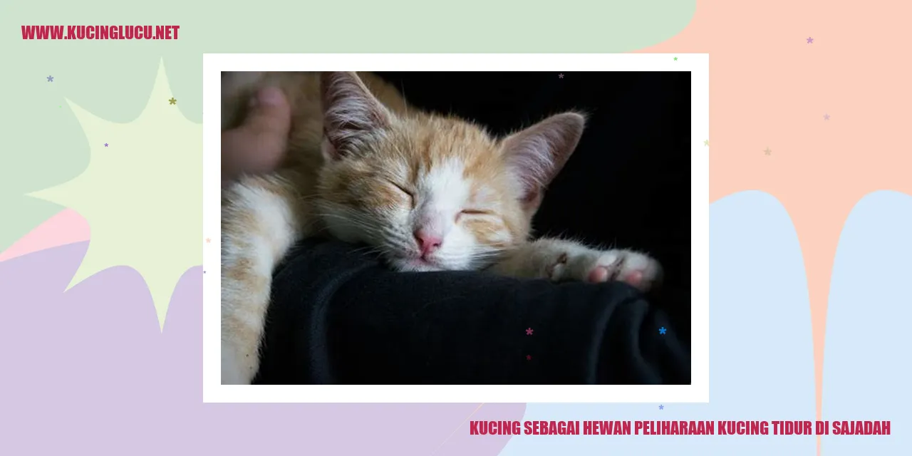 Kucing tidur di sajadah
