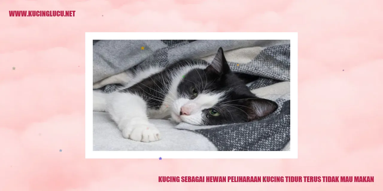 Gambar kucing sedang tidur