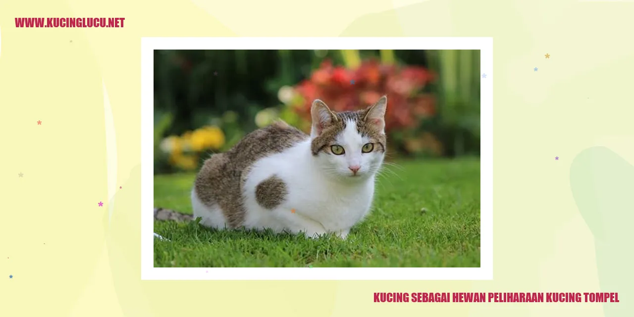 gambar kucing tompel