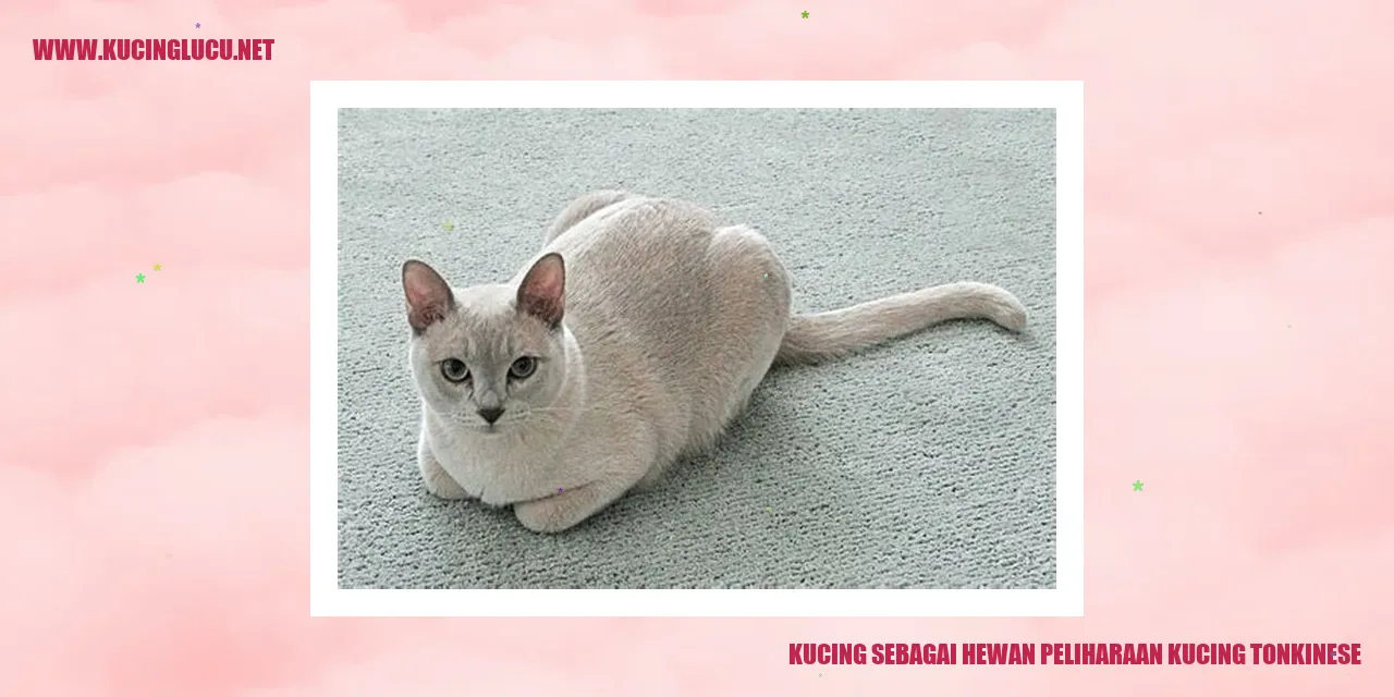 Kucing Tonkinese