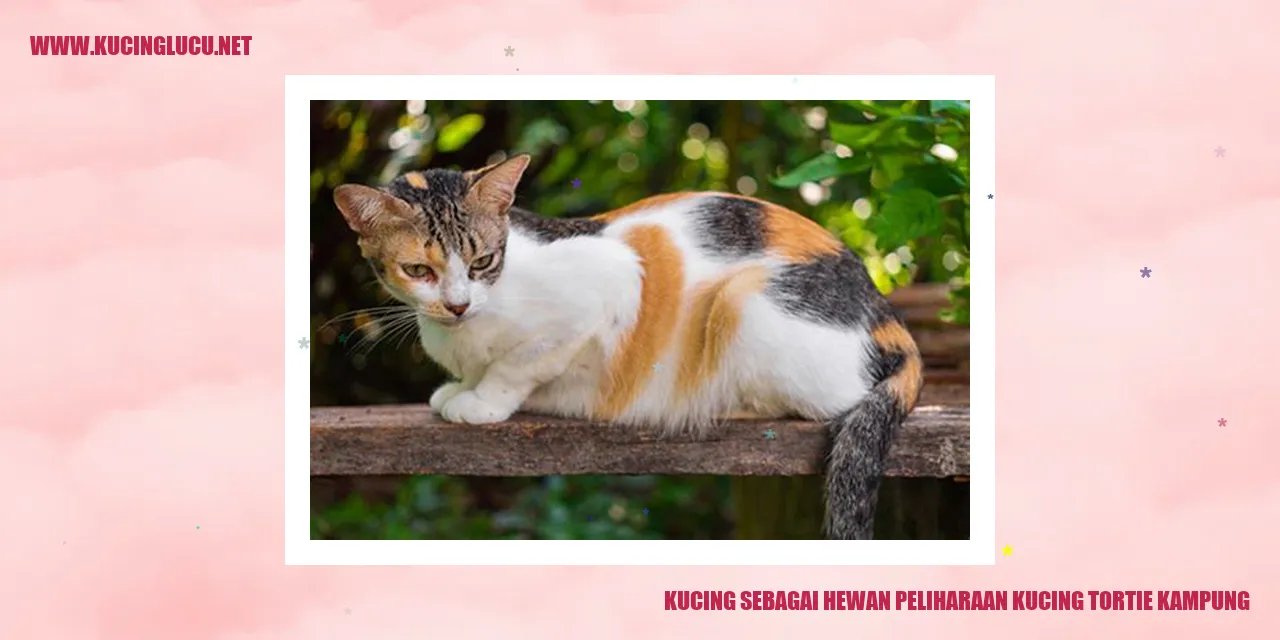 gambar kucing