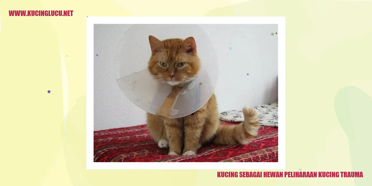 kucing trauma