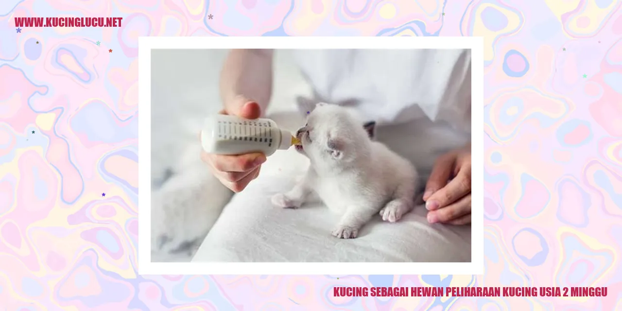 Gambar Kucing Berusia 2 Minggu