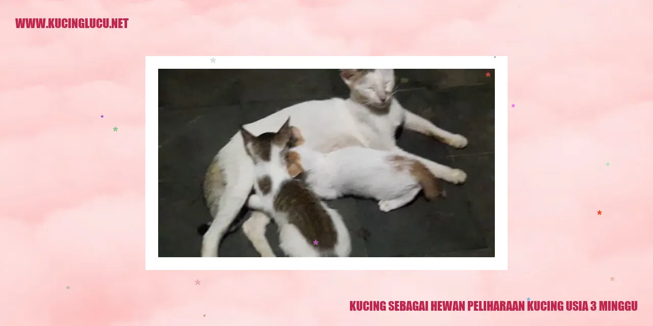 Gambar Kucing pada Usia 3 Minggu
