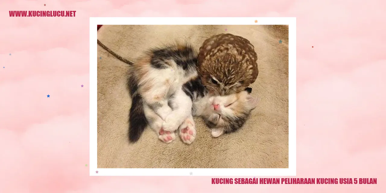 Kucing mungil berusia 5 bulan