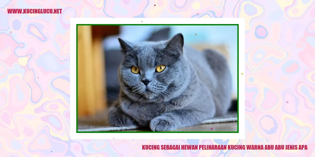 Gambar Kucing Abu-abu