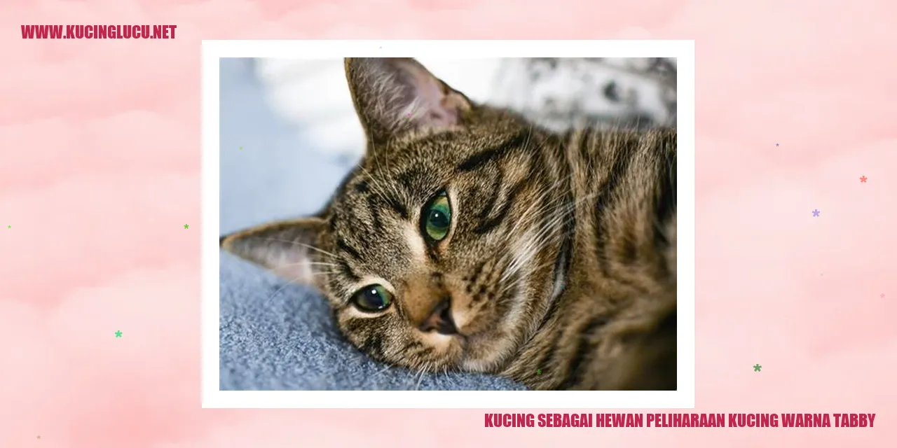 Gambar kucing warna tabby