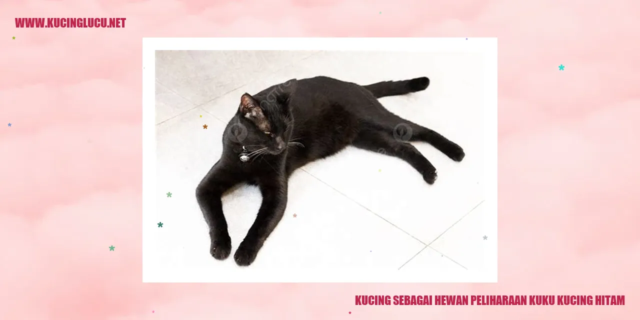 Gambar Kucing Hitam