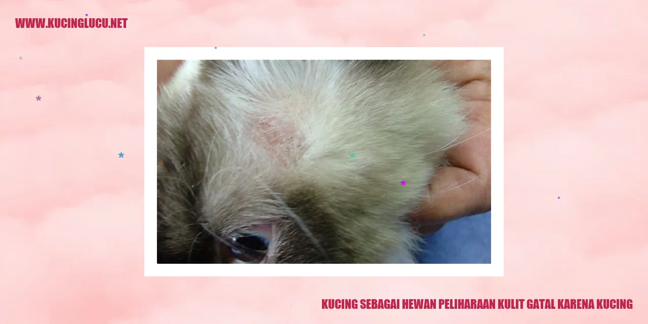Kucing Sebagai Hewan Peliharaan kulit gatal karena kucing