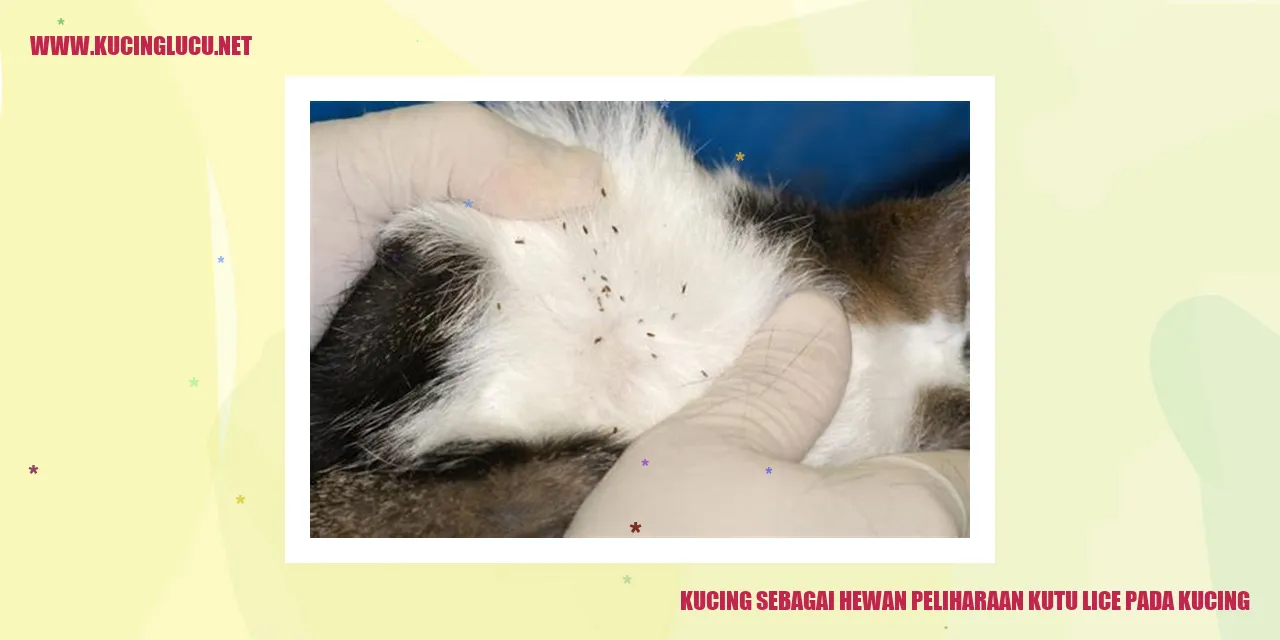 Gambar seekor kucing yang terinfeksi kutu