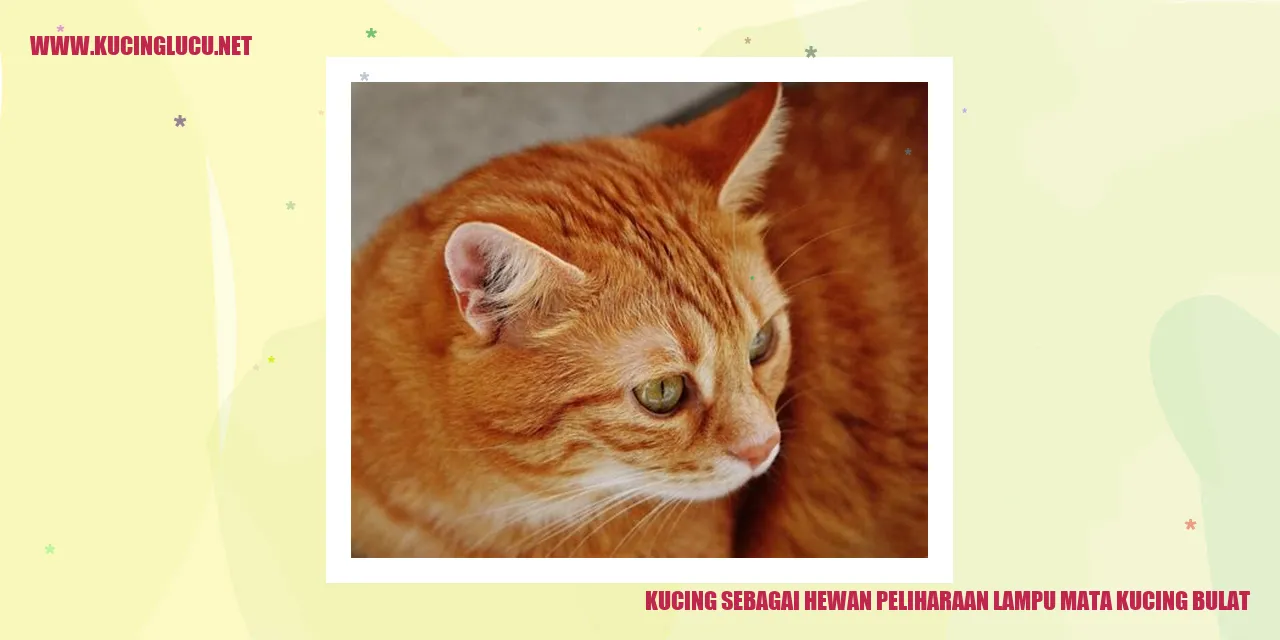 Kucing dengan Mata Bundar yang Menyala
