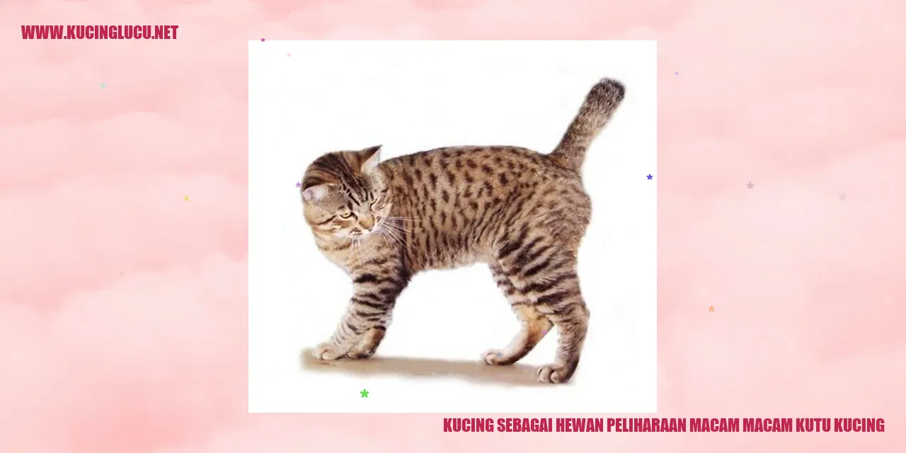 Gambar kucing sebagai hewan peliharaan