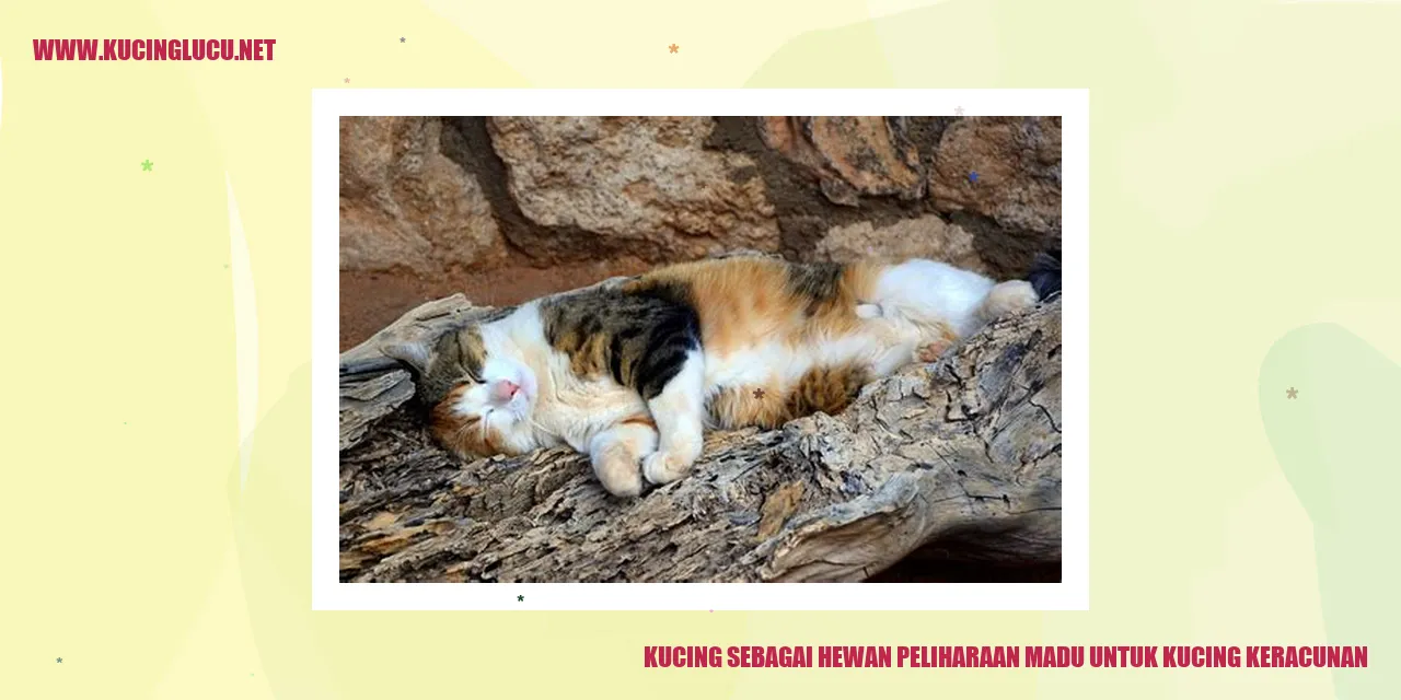 Gambar kucing peliharaan