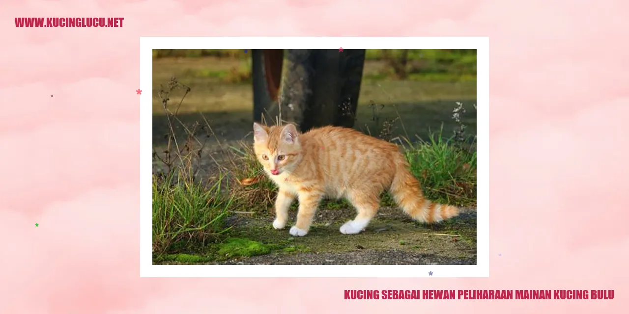 Kucing berbulu