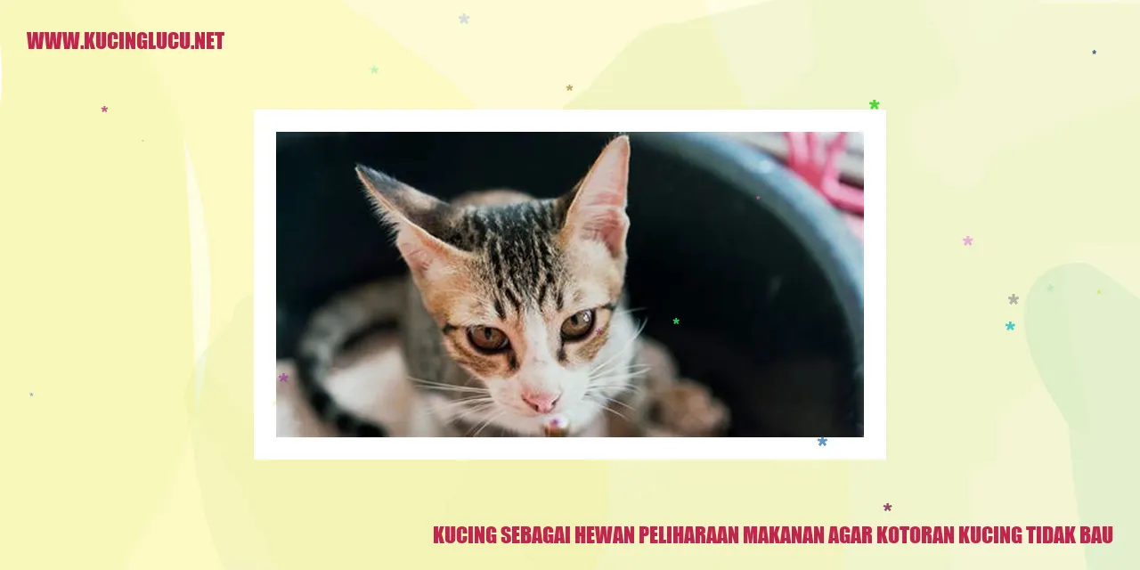 Kucing makan makanan khusus agar kotorannya tidak berbau