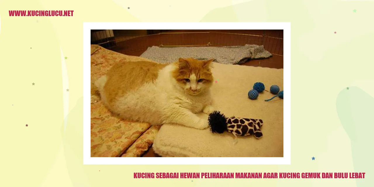 Kucing gemuk dan bulu lebat