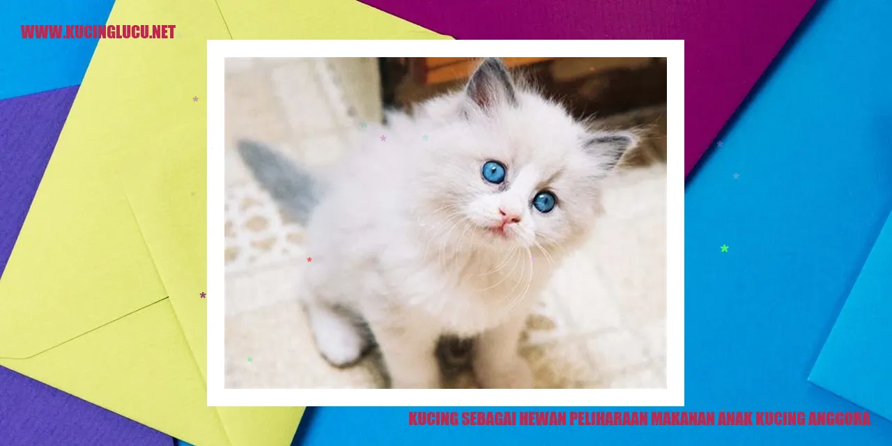 Gambar kucing anggora