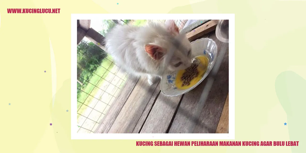 Gambar Kucing dengan Bulu Lebat